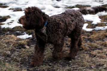 alberta labradoodle puppies