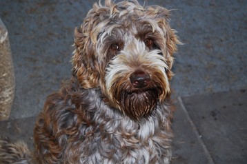 alberta labradoodle breeder