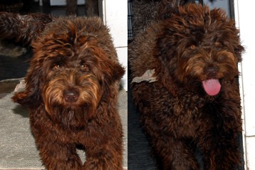 alberta labradoodle