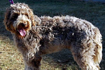 alberta labradoodle puppies