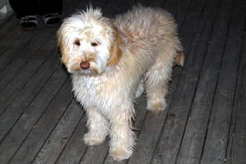 alberta labradoodle breeder
