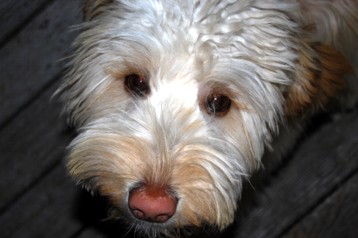 alberta labradoodle puppies